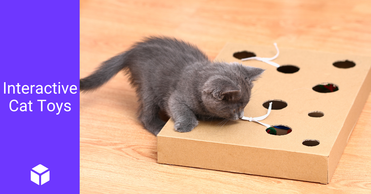 Kitten plays with an interactive cardboard cat toy