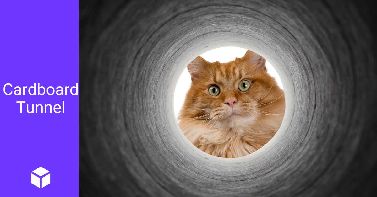 Orange tabby cat looks into a cardboard tunnel