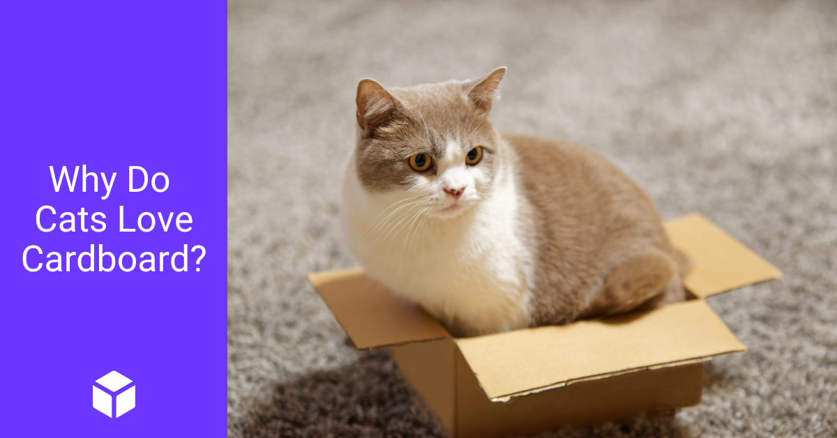 Cat sits inside a small cardboard box