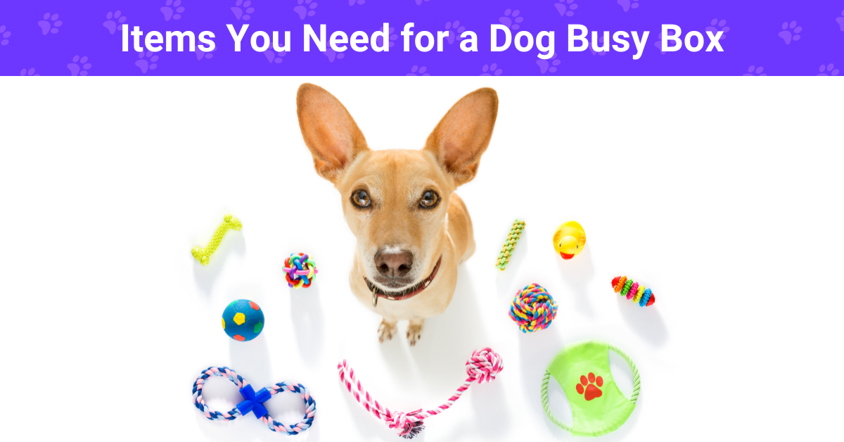 Items You Need for a Dog Busy Box