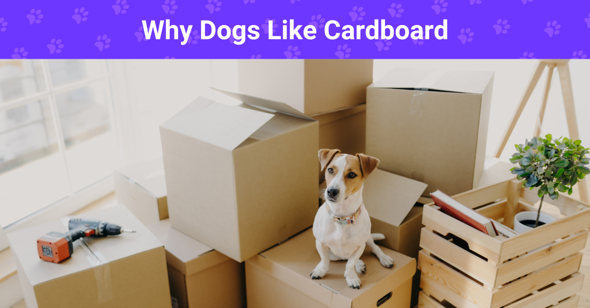 Why Dogs Like Cardboard